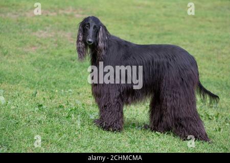 Le joli chien afghan noir est debout sur une herbe verte dans le parc d'automne. Animaux de compagnie. Cinq ans. Chien de race. Banque D'Images