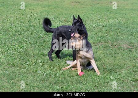 Mignon chien berger allemand chiot et chien berger d'europe de l'est dans le parc d'été. Animaux de compagnie. Chien de race. Banque D'Images