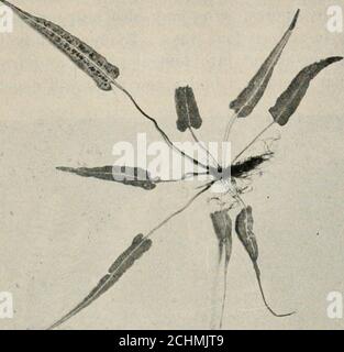 . Hérédité et évolution des plantes . f FIG. 16.—partie d'une feuille d'une fougère (Tcctoria cicutaria) thatbulbilles sur les surfaces supérieure et inférieure de ses feuilles. Les plantlctsse développent à partir des bulbilles alors qu'ils sont encore attachés. Et démontrent clairement que les feuilles foliaires peuvent être productées par la stérilisation des feuilles porcantes. La question intéressante ici se pose naturellement de savoir si, dans le développement évolutif de la plante royaume HISTOIRE DE LA VIE D'UNE FERN. Banque D'Images