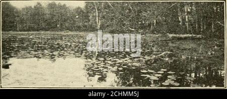 . Lac George et lac Champlain : un livre de jour . tory et traditions des principaux points d'intérêt.pour service spécial A. E. Reynolds, directeur général, peut être adressé à Glens Falls. Les ruines de fort Gage sont à environ un mile au sud de fort William Henry, où le trolleybus traverse la grande colline. Les lignes de terre-travaux peuvent encore être tracés à travers les pins thatnow les couvrent. Bloody Pond se trouve à un kilomètre plus au sud à droite, une piscine stagnante qui, au printemps, est presque couverte de cov avec des nénuphars et de grands nénuphars blancs, et qui, en été, devient presque sèche. On dit que 9 LAC OEORGE. p Banque D'Images