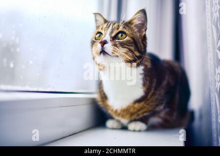 Mignon et drôle chat rayé se trouve sur le rebord de la fenêtre et regarde la fenêtre avec soin. Banque D'Images