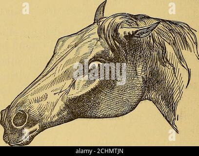 . L'art de dompter et d'éduquer le cheval .. . 146.— nature sulfureuse. Ils doivent être pris en main avec beaucoup de soin et de rigueur. Parfois, un cheval très nerveux, excitable ne portera pas la deuxième méthode, se réchauffant trop rapidement. Dans un tel cas, le premier et le troisième Meth-ods doivent être dépénodupon. Habituellement, le troisième sera tout ce qui est nécessaire. Si c'est le cas, la pression devrait être althque le cheval saule, et quand suc-cessful il sera beentire soumission, l'oeil adouci dans expres-sion, et le système entier, comme il était, détendu, le cheval ne faisant aucune crainte d'avoir le pôle apporté Banque D'Images