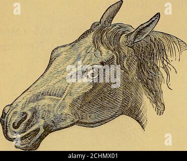 . L'art de dompter et d'éduquer le cheval .. . Figure 145. -Norman Horse. Naturellement doux. 172 COUPS DE PIED... Figure 146.— nature sulfureuse. Ils doivent être pris en main avec beaucoup de soin et de rigueur. Parfois, un cheval très nerveux, excitable ne portera pas la deuxième méthode, se réchauffant trop rapidement. Dans un tel cas, le premier et le troisième Meth-ods doivent être dépénodupon. Habituellement, le troisième sera tout ce qui est nécessaire. Si c'est le cas, la pression devrait être althque le cheval saule, et quand suc-cessful il sera entièrement soumission, l'oeil adouci dans expres-sion, et le système entier, comme il était Banque D'Images