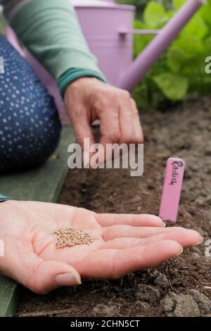 Raphanus sativus 'saxa'. Semis de graines de radis dans un potager de jardin arrière. ROYAUME-UNI Banque D'Images