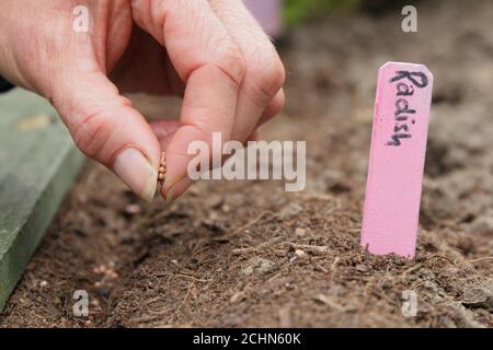 Raphanus sativus 'saxa'. Semis de graines de radis dans un potager de jardin arrière. ROYAUME-UNI Banque D'Images