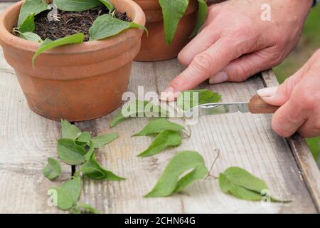 La prise de boutures de plantes clématies au-dessus d'un nœud foliaire. ROYAUME-UNI Banque D'Images