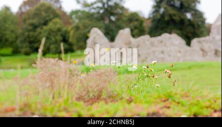 Britain's Heritage concept - fleurs sauvages qui poussent le long des murs de l'ancien monument, Château Acre Priory, Norfolk, Grande-Bretagne. Flou d'arrière-plan Banque D'Images