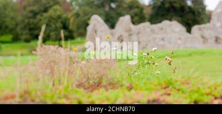 Britain's Heritage concept - fleurs sauvages qui poussent le long des murs de l'ancien monument, Château Acre Priory, Norfolk, Grande-Bretagne. Flou d'arrière-plan Banque D'Images