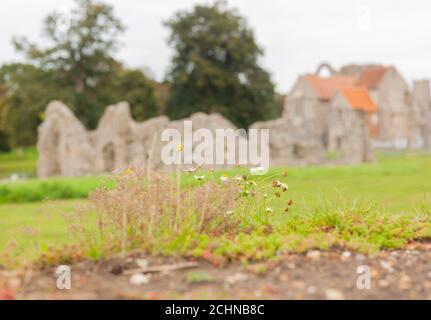 Britain's Heritage concept - fleurs sauvages qui poussent le long des murs des ruines antiques à l'acre du château priory, Norfolk, Grande-Bretagne. Flou d'arrière-plan Banque D'Images