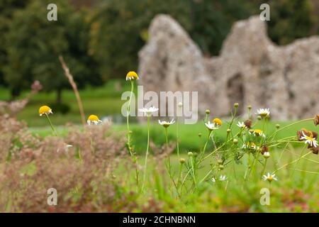 Britain's Heritage concept - fleurs sauvages qui poussent le long des murs de l'ancien monument, Château Acre Priory, Norfolk, Grande-Bretagne. Flou d'arrière-plan Banque D'Images