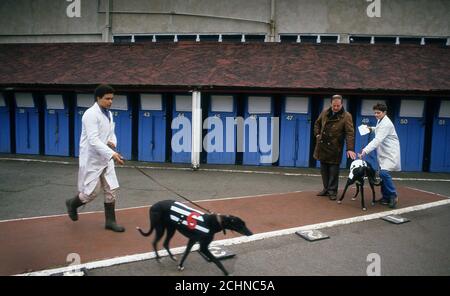 Brent Walker Hackney Greyhound Racing Stadium London, Royaume-Uni. William Hill Super Trapper réunion 1987 Banque D'Images