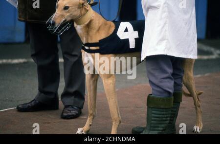 Brent Walker Hackney Greyhound Racing Stadium London, Royaume-Uni. William Hill Super Trapper réunion 1987 Banque D'Images