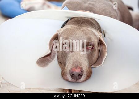 Chien Weimaraner portant un collier élisabéthan en plastique (buster) à la maison Banque D'Images