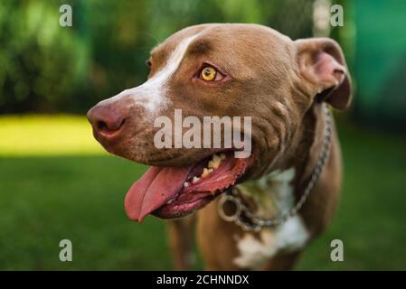 Gros plan de la tête du jeune chien Amstaff sur fond vert dans le jardin d'été. Banque D'Images