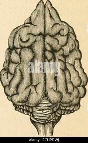 . Un ouvrage de physiologie comparative pour les étudiants et les praticiens de la médecine comparative (vétérinaire) . Figure 369. Fig. 370. Fig. 369.-Fig. 370.- -Brnin de chat, vu d'en haut (après Tiedemann).-Brain de chien, vu d'en haut (après Tiedemann). Stimulus de chasseur, est une loi de la plus haute importance dans la physiologie, la psychologie, et la pathologie. L'importance pratique de ceci, en particulier pour le jeune animal, est de la plus haute nature.synoptique.—il n'y a pas encore de physiologie claire systématisée 514 PHYSIOLOGIE COMPARATIVE. Du cerveau. Nous sommes convergeant avec certains phénoménareferables à cet organe Banque D'Images