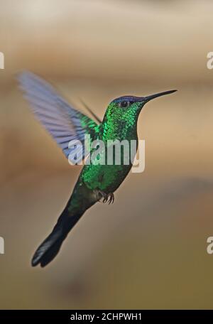Woodnymphe à capuchon violet (Thalurania glaucopis) adulte mâle planant en vol REGUA, Forêt pluviale de l'Atlantique, Brésil Juillet Banque D'Images