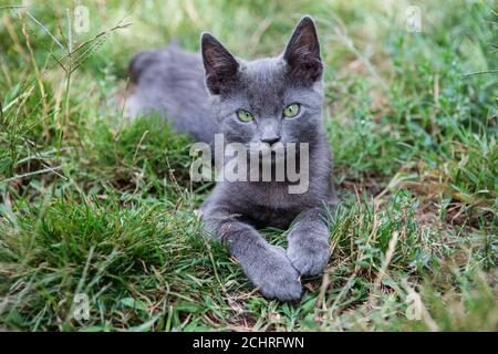 Chat bleu russe. Un petit chaton pedigree gris aux yeux verts se trouve sur l'herbe verte. Banque D'Images