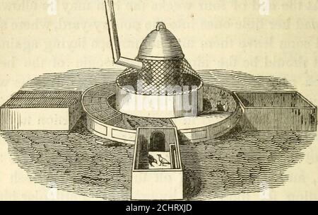 . Le compagnon américain du poulterer: : un traité pratique sur l'élevage, l'élevage, l'engraissement et la gestion générale des différentes espèces de volaille domestique, : avec des illustrations, et des portraits de chouettes prises de la vie. . vieux ou environ le temps qu'ils quittent le théhen, et n'ont pas été en dehors de leur brooding chair par l'effort pour la nourriture et par la croissance. Un birdscan particulier sera choisi pour le stock de reproduction, car leur couleur et forme seront à ce moment-là apparentes, afin de faire de l'écho avec la sécurité; aussi, il sera facile de dire les themales des femelles. Si leur garder ne coûte rien, et ils sont raisonnés Banque D'Images