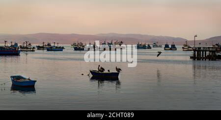 La baie de Paracas est bien connue pour sa faune abondante, ses eaux peu profondes plus chaudes nourrissent la faune, les îles Ballestas, le Pérou, l'Amérique du Sud Banque D'Images