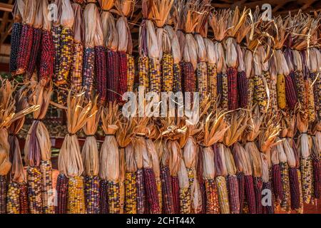 Maïs indien coloré et décoratif avec des balles suspendues sur l'exposition à une ferme à vendre avec différentes variétés de multicolore maïs pour le houli d'automne Banque D'Images