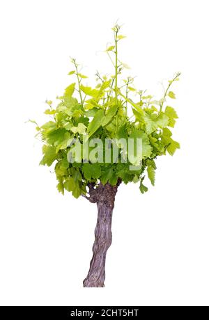 Jeunes plants isolés sur fond blanc. Banque D'Images