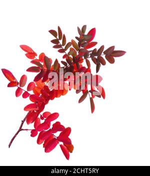 Branche avec des feuilles d'automne colorées (Rose) isolées sur blanc. Mise au point sélective Banque D'Images