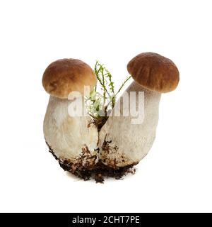 Champignon Boletus isolé sur fond blanc. Le roi bolete. Banque D'Images