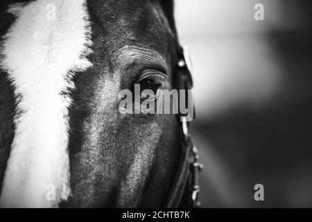 Un gros plan en noir et blanc d'un cheval de la baie avec un halter sur son museau et un point blanc sur son front. Le cheval a de beaux yeux avec le lon Banque D'Images