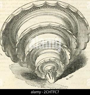 . L'horticulteur et journal de l'art rural et du goût rural . HAxr.i.vi; vase. Variégation; Arundo Donax versicolor, l'une des meilleures plantes variégées; Artemisiavulgaris, beau dans un pot; Arum maculatum, avec des feuilles veinées; Aspidistrabida scariegata, généralement montré comme plante de poêle, mais assez robuste et très fin pour les plantes de lurenidida ; Centaurea candidissima, avec des feuilles d'argenterie ornementale, fait une plante speci-men de première classe; cineraria maritima : ceci, comme le précédent, est couvert de duvet, qui ressemble à de l'argent givré, une plante élégante pour les chambres la nuit; Convallaria majalis: t Banque D'Images