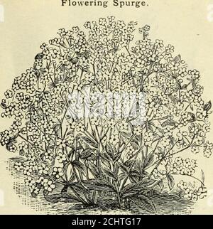 . Catalogue spécial de Lovett de roses geraniums cannias palmiers œillets, chrysanthèmes gladiolus, nénuphars, plantes herbacées endurcies, et autres plantes et bulbes florales d'été . Lily,THOS de jour à feuilles variables. HOGG... Banque D'Images