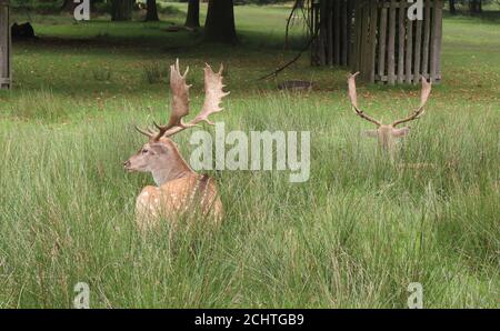 Manchester Royaume-Uni 7 septembre 2020 deux deers sont dans le Herbe longue au parc Dunham Massey ©GedNoonan/Alamy News Banque D'Images