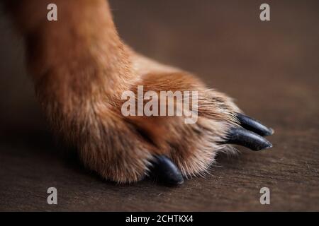 Macro photo pattes avec de longues griffes d'un petit chien sur un fond de bois brun.gros plan de cheveux de chien. Banque D'Images