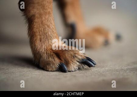 Macro photo pattes avec de longues griffes d'un petit chien sur un fond de bois brun.gros plan de cheveux de chien. Banque D'Images