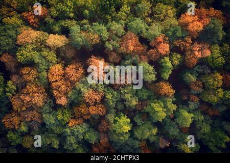 Forêt d'automne décidue, vue aérienne, motif ou texture.