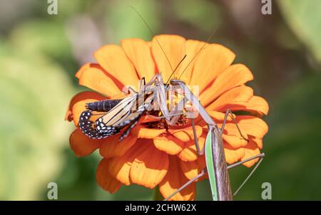 gros plan de la femelle chinoise priant la mante essayant de manger le monarque papillon sur fleur de zinnia orange dans le jardin Banque D'Images