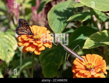 Gros plan de la femelle chinoise priant la mantis approchant le papillon monarque dedans jardin sur zinnies orange Banque D'Images