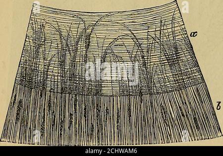 . Les éléments de l'anatomie de Quain . ording à la couleur de l'oeil. Au niveau de la surface postérieure est une couverture de pigment foncé, l'uvea des auteurs ; ceci est continuésavec la couche pigmentaire (rétinienne) qui tapisse les processus ciliaires, et les hereconsists de plusieurs strates de petites cellules roundish remplies de pigment-granules noirs. La couleur de l'iris dépend du pigment dans les cellules stroma ; dans les teintes diferentes de l'œil bleu, elle provient du pigment noir de la surface postérieure apparaissant ou moins à travers le stroma, qui dans de tels cas n'est que légèrement coloré ou est incolore ; mais dans le strob Banque D'Images