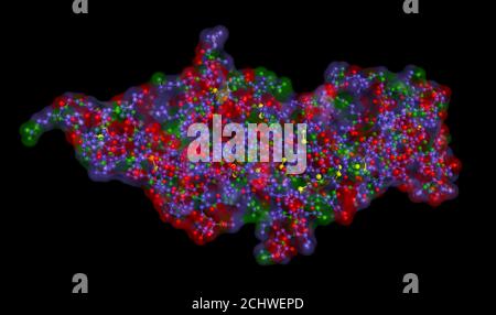 Gonadotrophine chorionique humaine, hCG, hormone placentaire. PDB:1HRP . L'hormone glycoprotéine est utilisée dans le test de grossesse. Illustration. Rendu 3D Banque D'Images