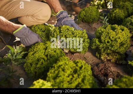 Gros plan d'un travailleur masculin méconnu qui cueille du brocoli tout en moissonnant à la plantation de légumes à l'extérieur, copier l'espace Banque D'Images