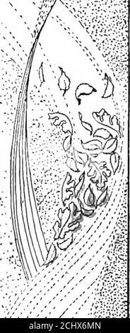 . Le livre des mois . .^■^.^V .- -;.Ay. LE LIVRE DES MOIS la vis a travaillé son chemin à sa vitesse habituée, l'identité de l'homme a été estabhshed, une entrée a été faite, et nous avons continué encore, toujours plus vite à travers le crépuscule jaune de la Starsand la grande, pitiless mer. Le deuxième moment a été le lendemain matin. Thewind avait disparu.Down, bien que la mer toujours élevé, et tous les cieux et la terre étaient un bleu dans-crédible. Un soleil de transcendance brillamment suspendue, et non pas un nuage flanqué de l'immense dôme azur. Ci-dessous, les grandes vagues de translucidité ont joué un rôle dans la plaisanterie joviale; les monstres bleus ont flotté Banque D'Images