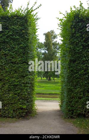 Passerelle dans le parc entre la haie - dans le l'arrière-plan est une arborescence mature Banque D'Images