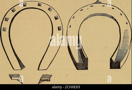 . L'art de dompter et d'éduquer le cheval .. . clouer la chaussure trop fermement, ou l'ouvrir trop vio-lently (que je pouvais voir était son intention de faire), comme il serait sûr de causer l'irritation seri-ous dans le pied. Mais en ne tenant pas compte de mes souhaits, en supposant qu'il a bridé la façon de le faire et en disant que tout allait bien, il l'a mis à sa manière.le résultat a été comme je l'avais prévu; la lamicité qui a suivi a rapidement obligé meto prendre OS. SHOEme. 673 $25,000 pour enseigner le secret aux chirurgiens veteuaires de la tharmy. Ses instructions pour expliquer son système étaient les suivantes:— si le pied est Banque D'Images