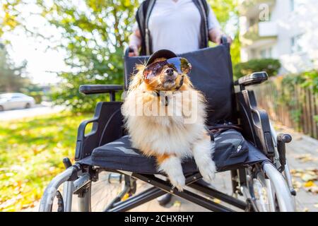 un chien mignon est conduit autour par un vieux dame en fauteuil roulant Banque D'Images