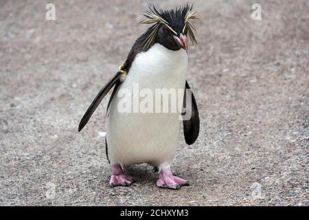 Le Nord ou long crested Rockhopper Penguin (eudyptes moseleyi) dans l'enceinte des pingouins au Zoo d'Edimbourg, Ecosse, Royaume-Uni Banque D'Images
