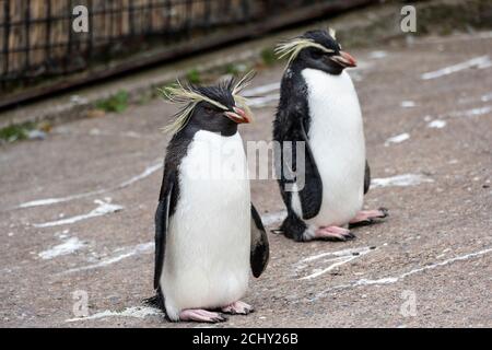 Paire de pychots (eudiptes moseleyi) à tête de rockhopper (nord ou longue) dans une enceinte de pingouins au zoo d'Édimbourg, en Écosse, au Royaume-Uni Banque D'Images