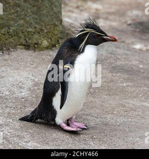 Le Nord ou long crested Rockhopper Penguin (eudyptes moseleyi) dans l'enceinte des pingouins au Zoo d'Edimbourg, Ecosse, Royaume-Uni Banque D'Images