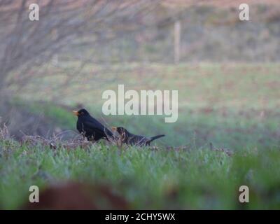 Gros plan sur les oiseaux dans les prairies Banque D'Images