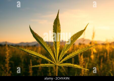 Plantes de chanvre ou de marijuana qui poussent sous le soleil au champ de la ferme. Banque D'Images