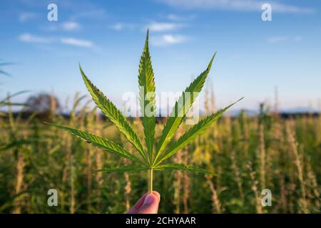 Plantes de chanvre ou de marijuana qui poussent sous le soleil au champ de la ferme. Banque D'Images