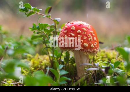 Petit champignon de mouche avec des taches blanches dans l'herbe. Banque D'Images